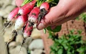 les légumes faciles à cultiver