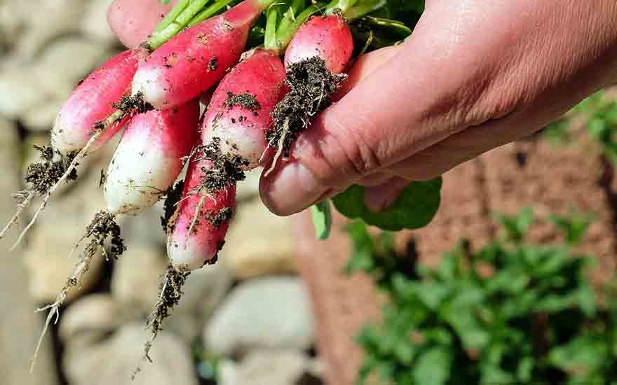 les légumes faciles à cultiver