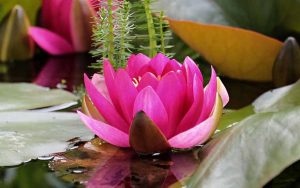construire un bassin dans son jardin