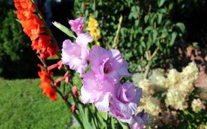 plantes de jardin