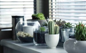 bienfaits plantes d'intérieur