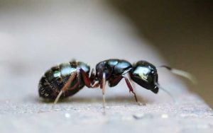 se débarasser des fourmis à la maison