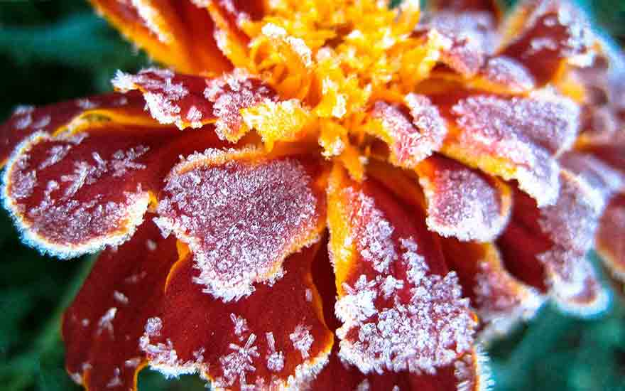 protéger les plantes du gel