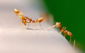 fourmis dans la maison