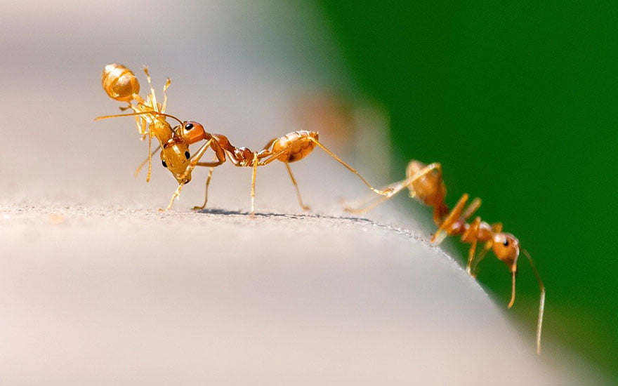 fourmis dans la maison
