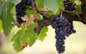 s'occuper d'une vigne dans son jardin