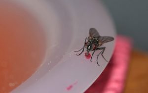 se débarrasser des mouches