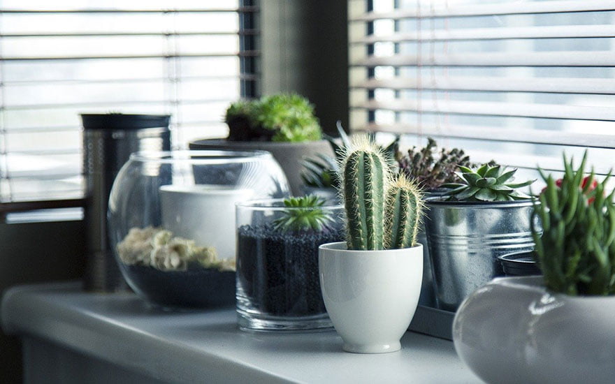 entretenir cactus
