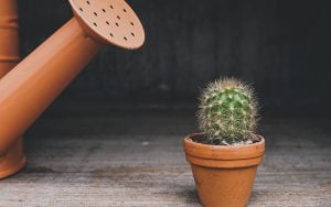 comment arroser un cactus