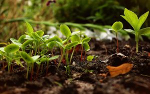 butte permaculture