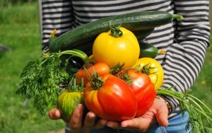 guide du débutant au potager