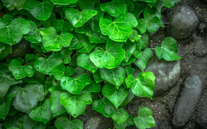 plante grimpante pour cacher un mur