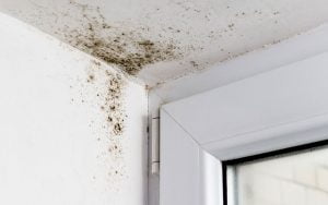 moisissures mur