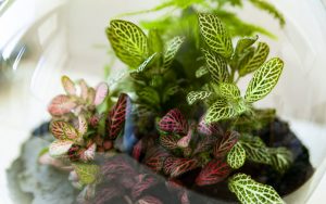 entretenir un terrarium