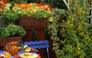 plantes grimpantes pour le balcon