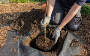 planter un arbuste
