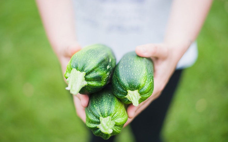 faire germer graines courgette