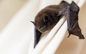 faire sortir chauve souris de la maison