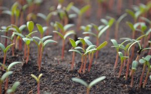faire germer des graines de tomates