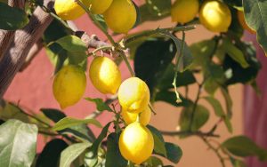 faire pousser un citronnier