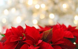 faire rougir un poinsettia