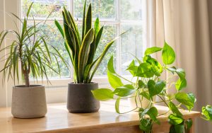plante intérieur depolluante