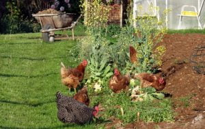 protéger les poules de votre jardin