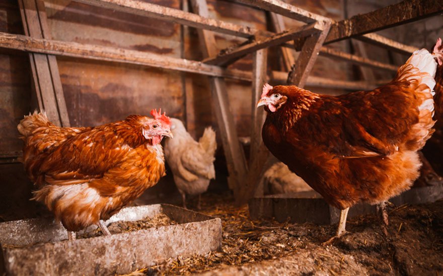 proteger les poules des prédateurs
