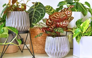 comment disposer les plantes en appartement