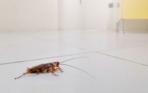 astuces pour se débarrasser des coquerelles