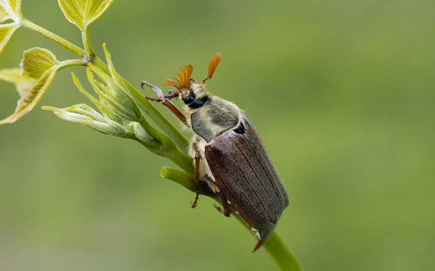 se débarrasser des hannetons au jardin