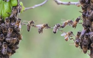 nid d'abeilles comment le détruire