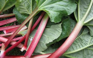 utiliser le purain de rhubarbe