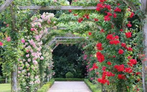 plantes grimpantes qui poussent vite
