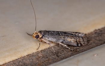 Chasser Papillon De Nuit Maison