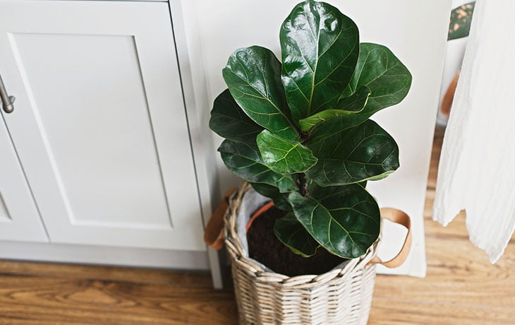 Plantes Artificielles Ficus