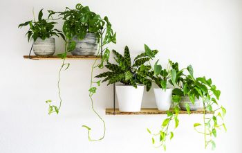 Plantes Naturelles Ou Artificielles