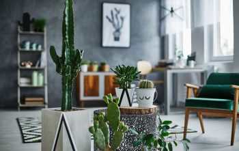 Comment Integrer Cactus Decoration