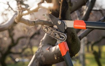 Tailler Arbre Fruitier
