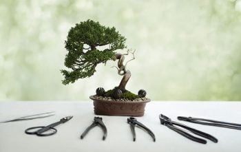 Entretien Bonsai