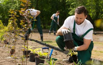 Prix Entretien Jardin