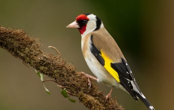 Attirer Chardonneret Jardin