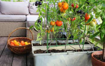 Legumes Balcon