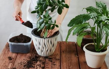 Comment Nourrir Plantes En Pot
