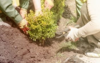 Arbustes A Planter Septembre