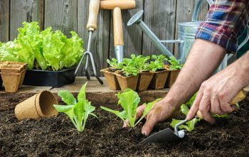 Que Faire Jardin Septembre