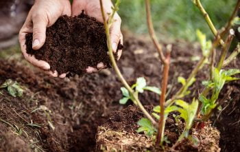 Planter Arbuste Octobre