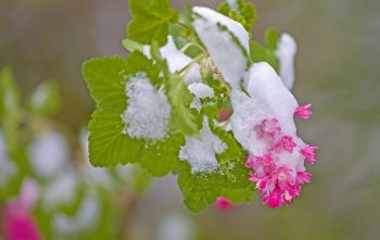 Plantes Rentrer Hiver