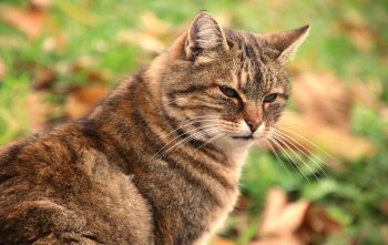 Chat Voisin Fait Ses Besoins Dans Mon Jardin