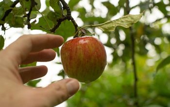 Cueillir Fruit Voisin